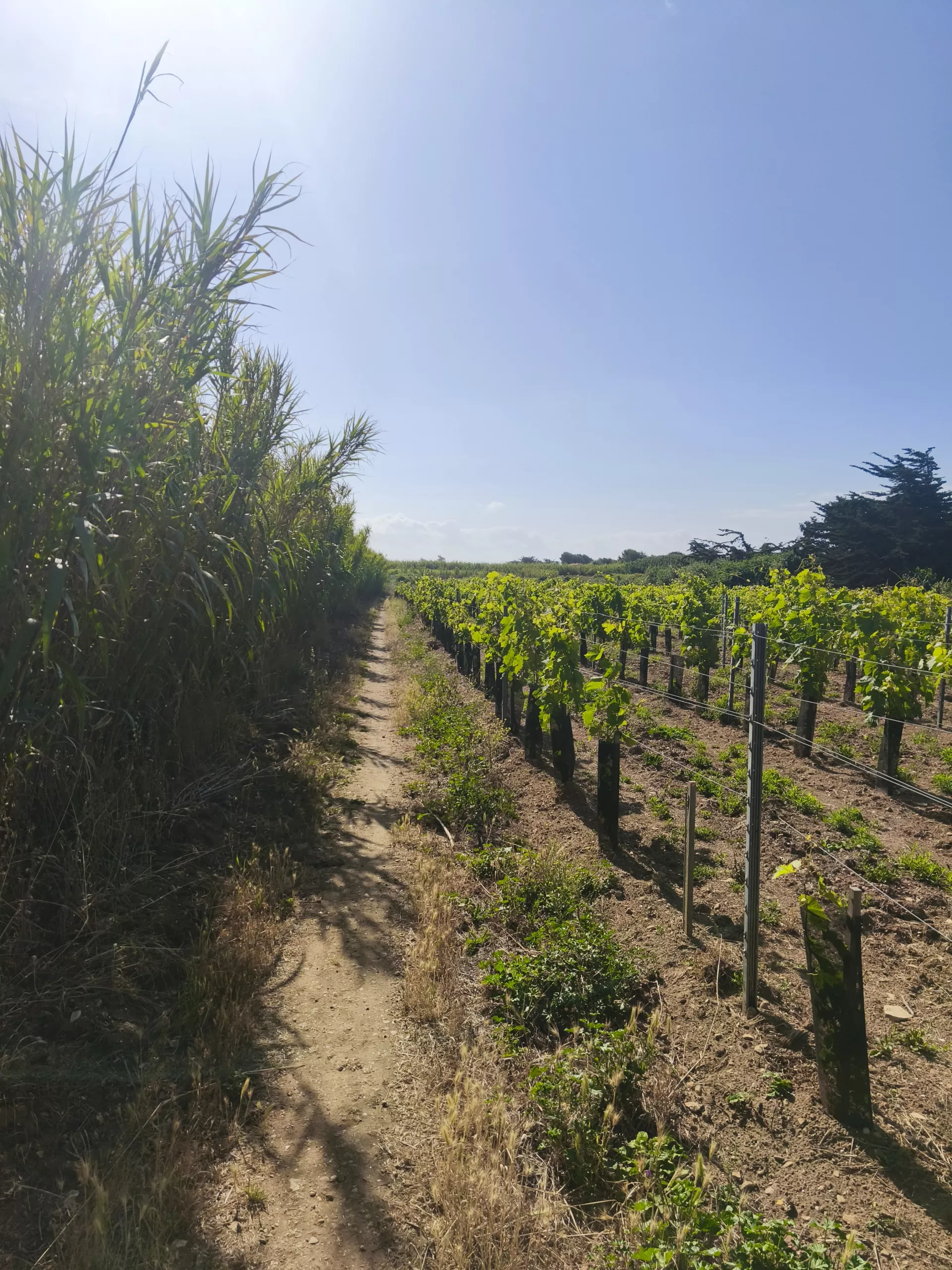 Dimanche au soleil : l'Île de Ré à vélo et détente au Clos des Pins illustration